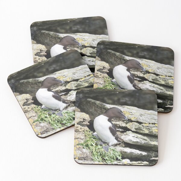 Item preview, A beautiful razorbill at Cantick Head Lighthouse on the beautiful Orkney island of Hoy in Scotland  designed and sold by Alan Mackinnon.