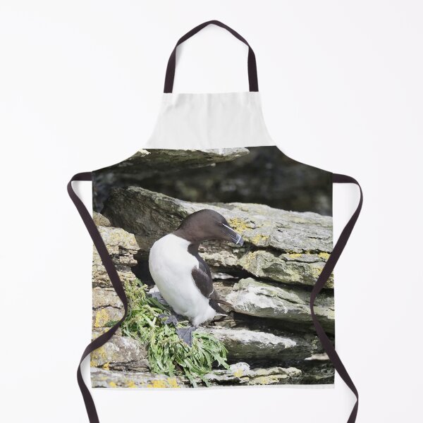 Item preview, A beautiful razorbill at Cantick Head Lighthouse on the beautiful Orkney island of Hoy in Scotland designed and sold by Alan Mackinnon.