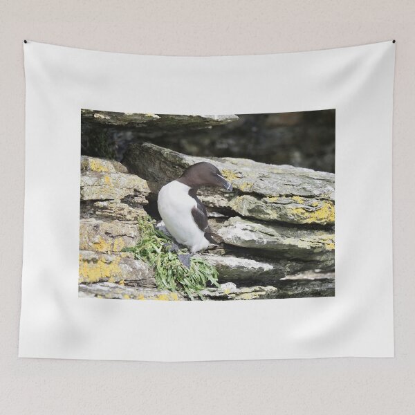 Item preview, A beautiful razorbill at Cantick Head Lighthouse on the beautiful Orkney island of Hoy in Scotland  designed and sold by Alan Mackinnon.