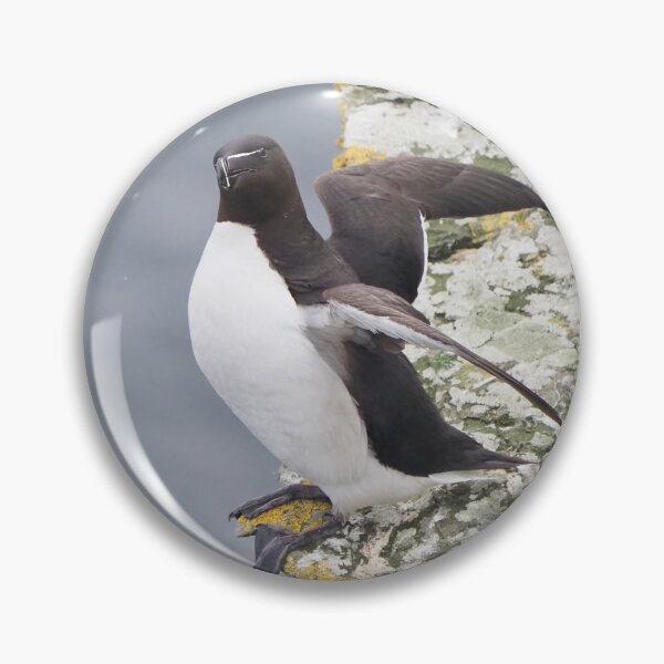 Item preview, A beautiful razorbill at Cantick Head Lighthouse on the beautiful Orkney island of Hoy in Scotland  designed and sold by Alan Mackinnon.