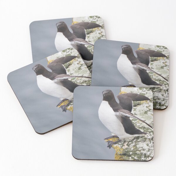 Item preview, A beautiful razorbill at Cantick Head Lighthouse on the beautiful Orkney island of Hoy in Scotland  designed and sold by Alan Mackinnon.