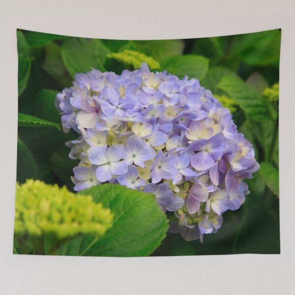 Item preview, Hydrangea blooming designed and sold by Gaspar Avila.