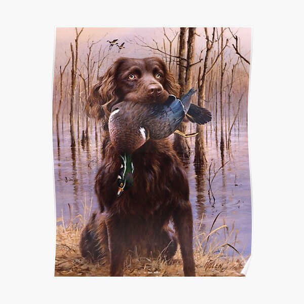 blonde boykin spaniel