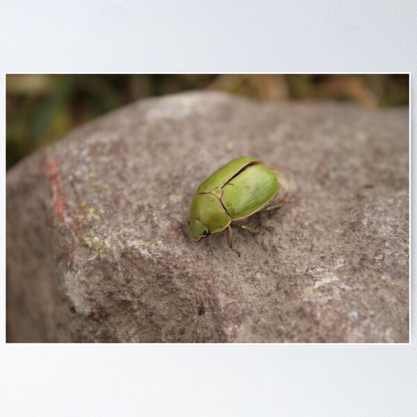 Item preview, Green Beetle on a Rock designed and sold by rhamm.