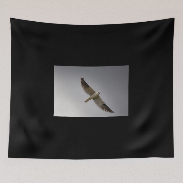 Item preview, Black Shouler Kite designed and sold by CathsImages.