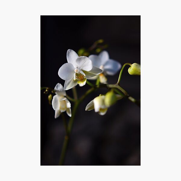 White Orchid Photographic Print