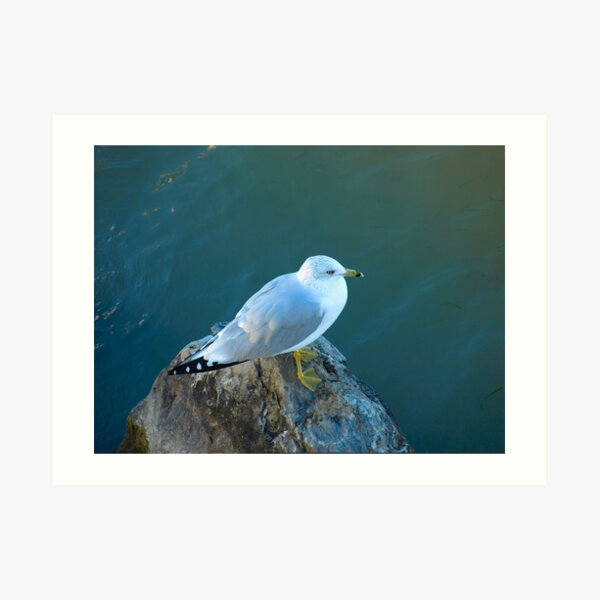 I'm Sitting On A Rock By A Lake In The Forest by Elisabeth and Barry King™ Art Print
