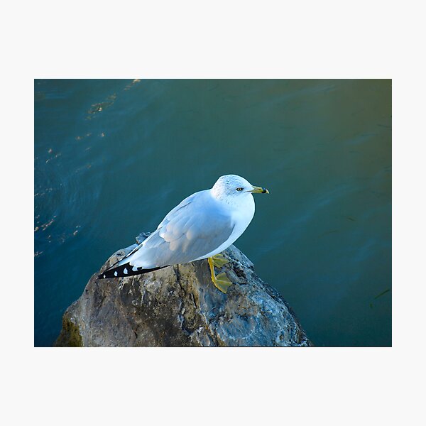 I'm Sitting On A Rock By A Lake In The Forest by Elisabeth and Barry King™ Photographic Print