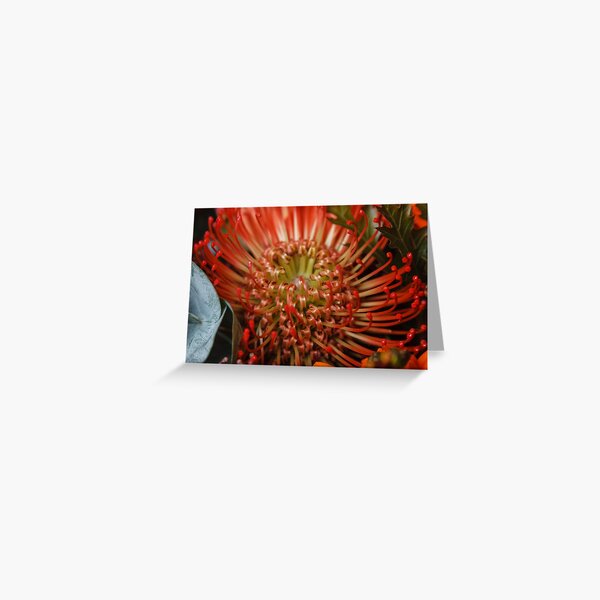 Red protea Greeting Card
