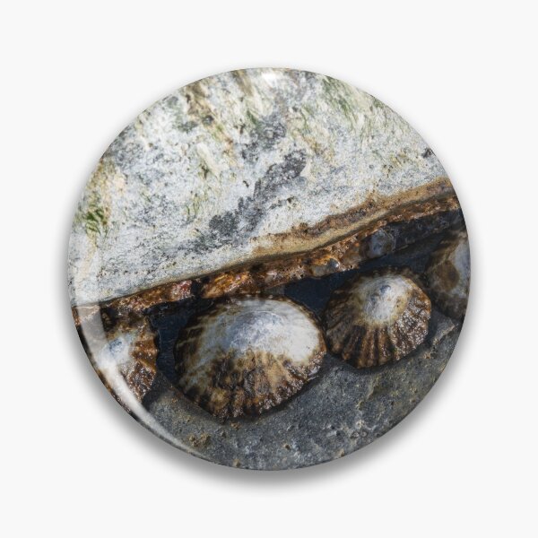 Item preview, Limpets clustered in a secure spot designed and sold by ccullen222.