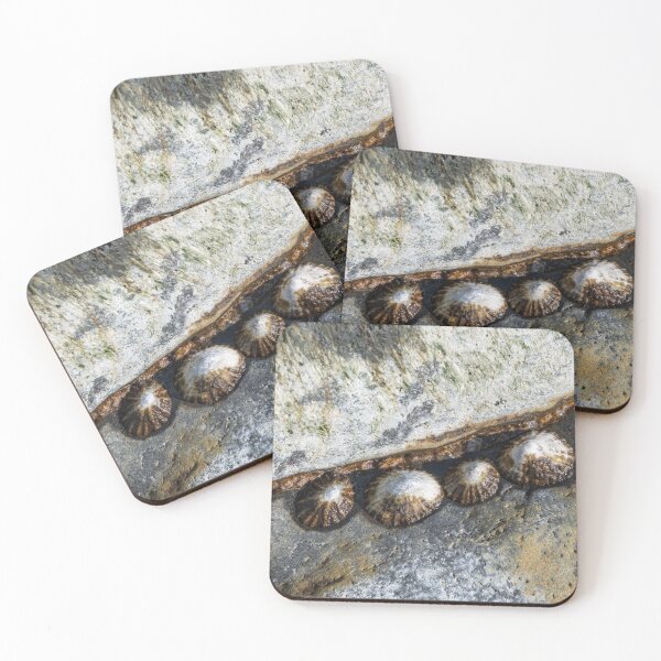 Item preview, Limpets clustered in a secure spot designed and sold by ccullen222.