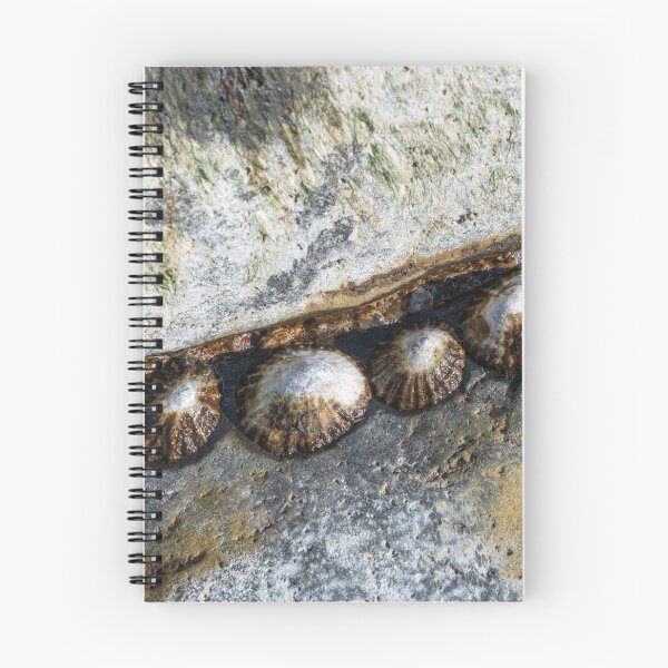 Item preview, Limpets clustered in a secure spot designed and sold by ccullen222.