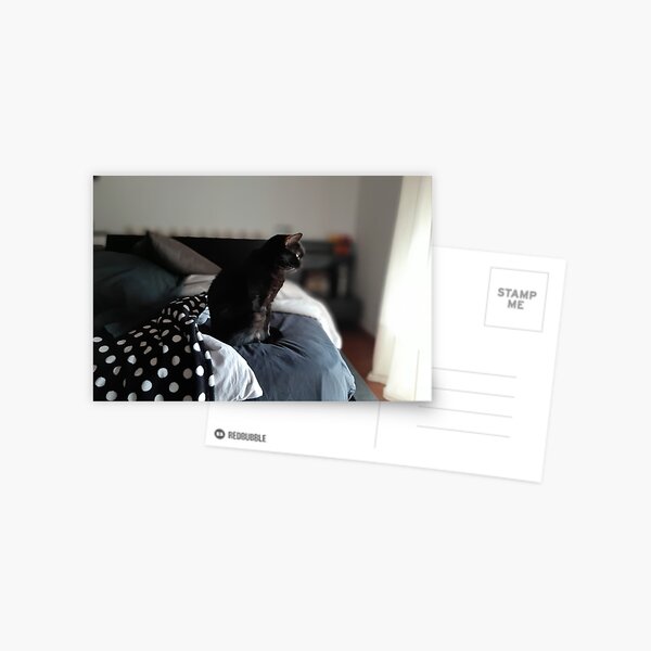 Bruja, the Magical Black Cat Postcard
