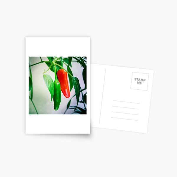 Green and red chillies Postcard