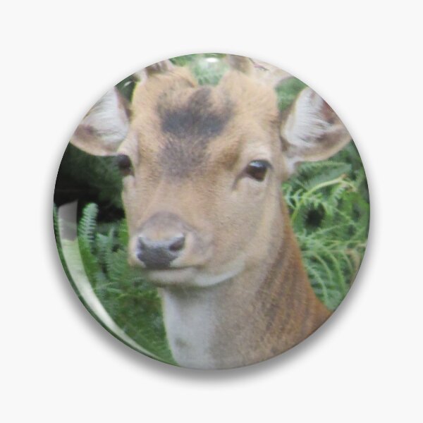 Item preview, Young Stag Photograph in Cannock Chase designed and sold by Paulele.