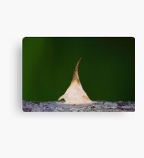 Tiptoe tepee Canvas Print
