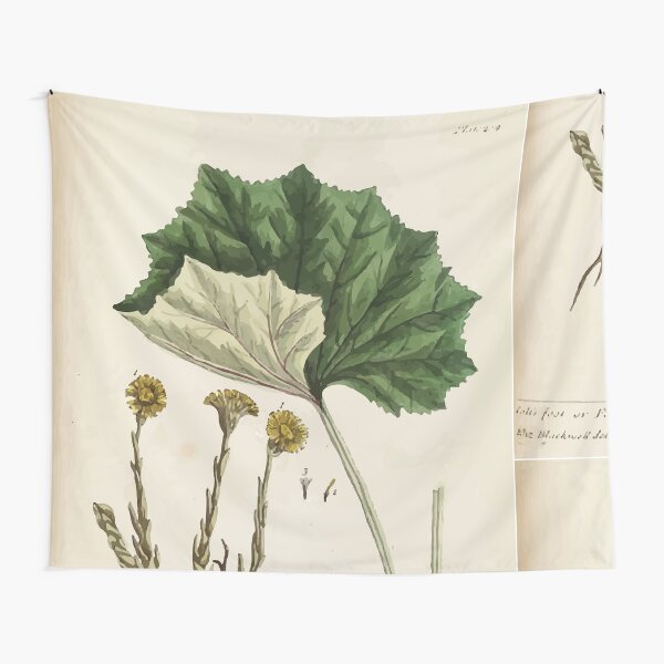 A curious herbal Elisabeth Blackwell John Norse Samuel Harding 1737 0522 Colts Foot or Poles Foot Tapestry