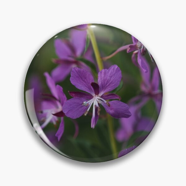 Item preview, Fireweed / Chamaenerion angustifolium designed and sold by Audun Dammen.
