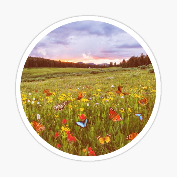 Meadow with flowers and butterflies, field with flowers Sticker