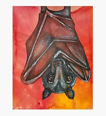 Flying Fox At Rest Photographic Print