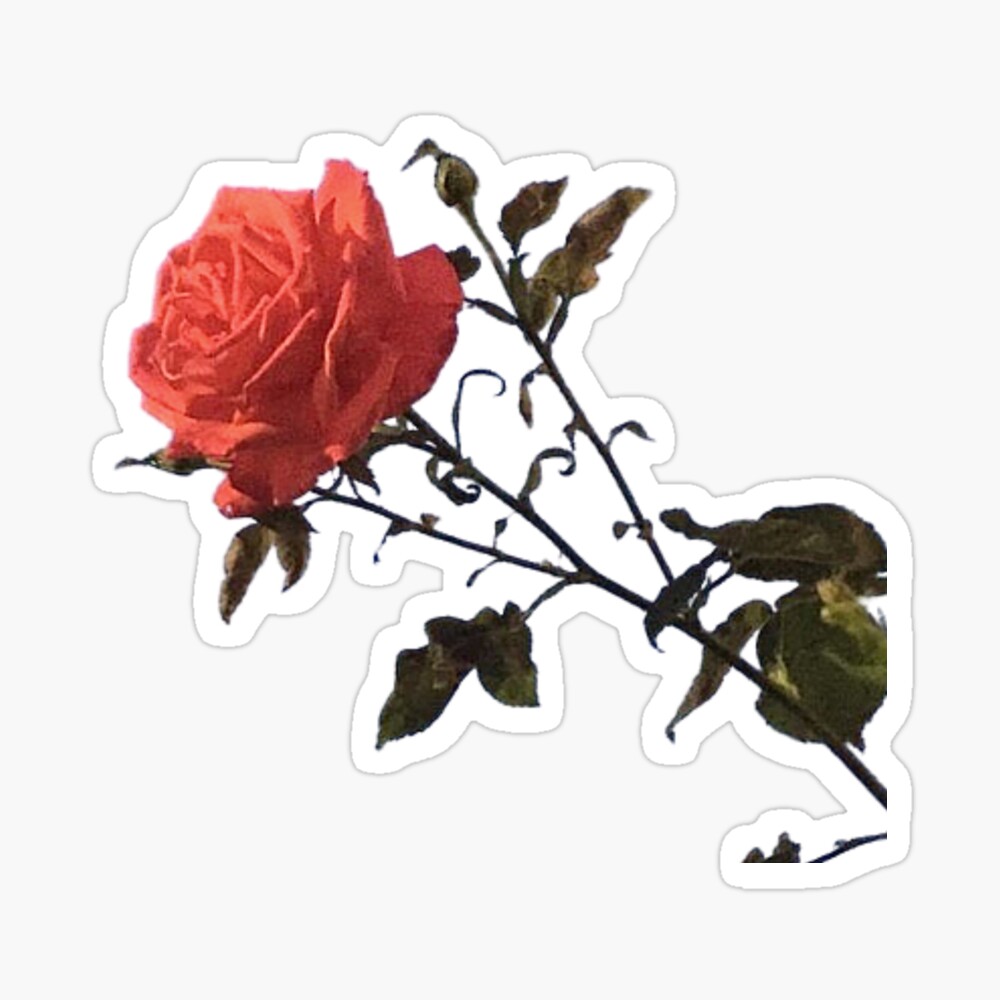 Aesthetic illustration of rose flower t shirt design, vector