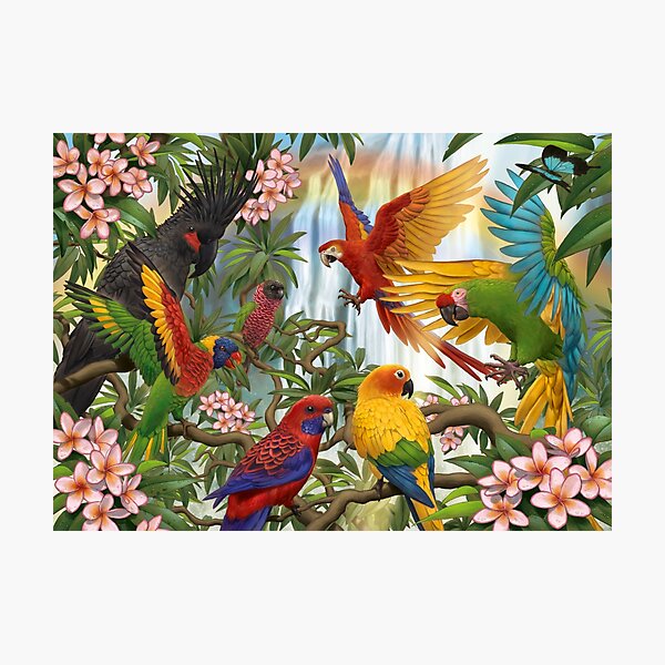 Parrot Rainbow Photographic Print