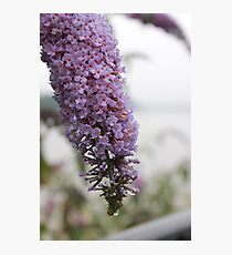 Buddleja Photographic Print