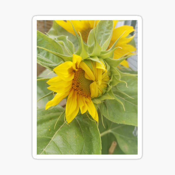 Sleepy Sunflower Sticker