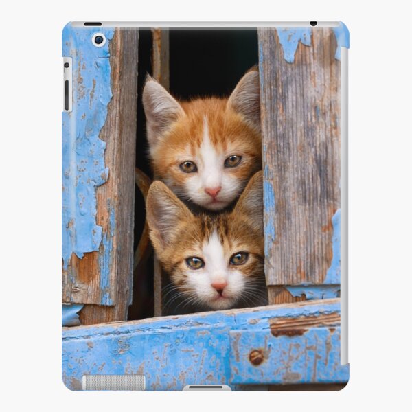 Cute Cat Kittens in a Blue Vintage Window iPad Snap Case