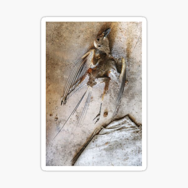 Item preview, 31.7.2020: Dead Bird designed and sold by Petri Volanen.