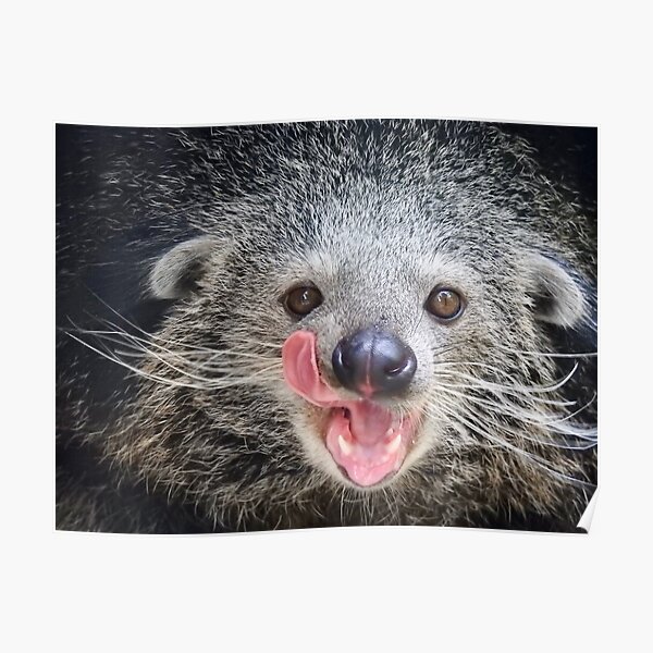 Binturong -2 Poster
