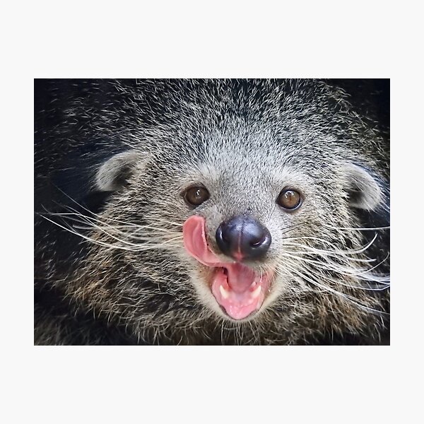 Item preview, Binturong -2 designed and sold by Martina Nicolls.