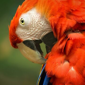 Artwork thumbnail, Red Parrot, the Scarlet Macaw – portrait by steppeland
