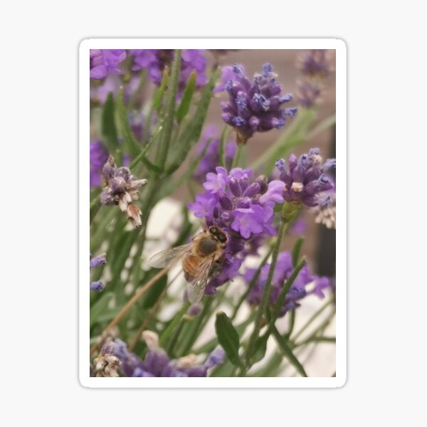 Purple Bee - Purple Bee Sticker