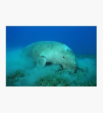 Dugong feeding on sea grass Photographic Print