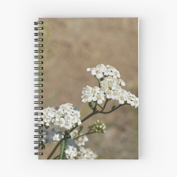 Item preview, inflorescence of white flowers of yarrow designed and sold by mrivserg.