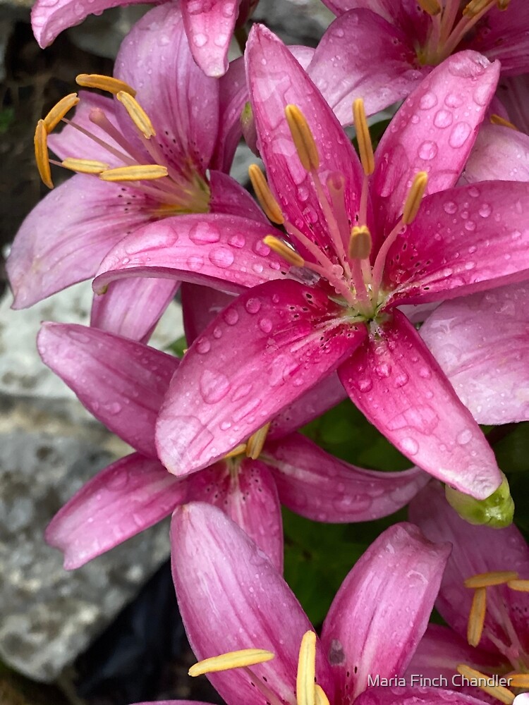 "Dragon Lily " Poster for Sale by MariaChandler Redbubble