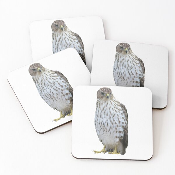 Item preview, Cooper’s Hawk designed and sold by nbello13.