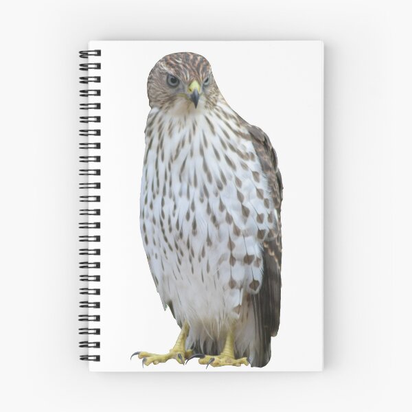 Item preview, Cooper’s Hawk designed and sold by nbello13.