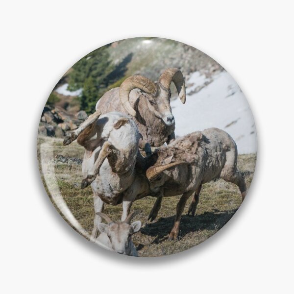 Item preview, Rams Clash Heads designed and sold by DFMY.