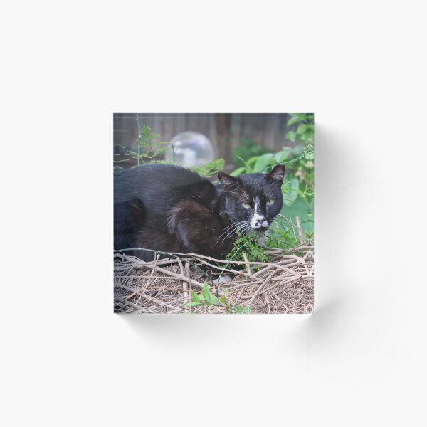 Panter Acrylic Block