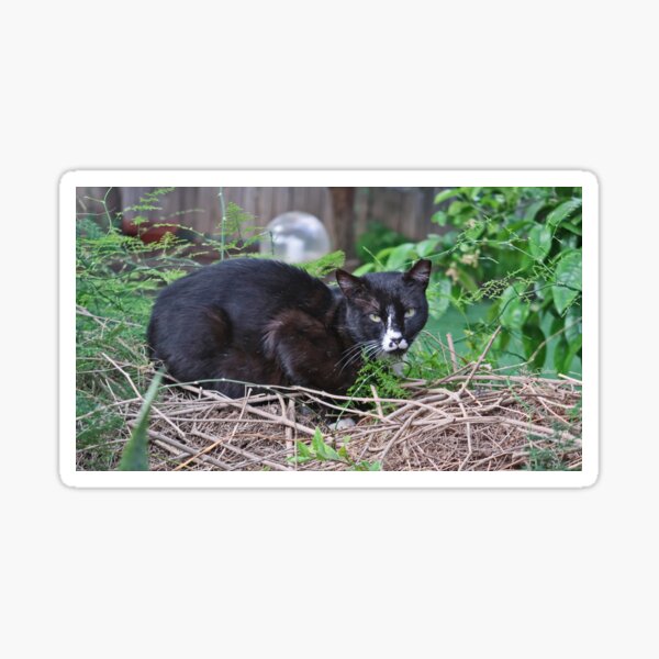 Panter Sticker