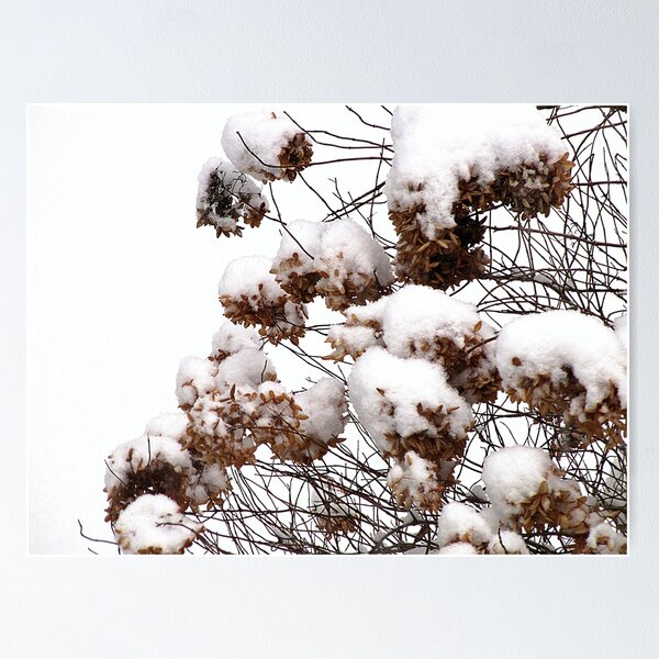 Item preview, Hydrangeas In The Snow designed and sold by Rusty (Helen)  Valenza.