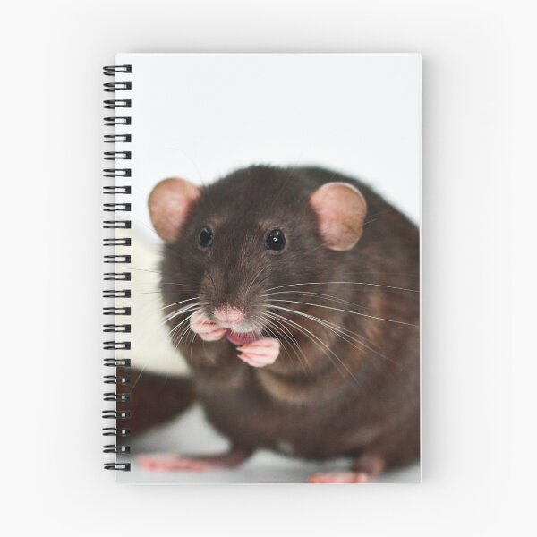 Item preview, You Put the Rat in the Coconut designed and sold by Bogglesandboops.