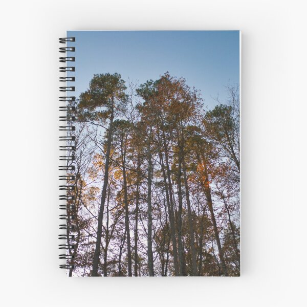 Aperçu de l'œuvre Arbres au coucher du soleil créée et vendue par Akitsu.
