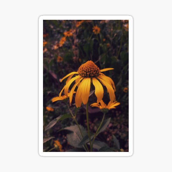 Single yellow False Sunflower Sticker
