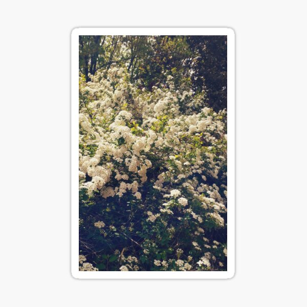 Bushes of White mellow flowers Sticker