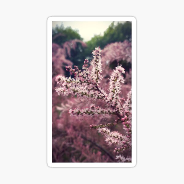 Tamarix pink flowers Sticker