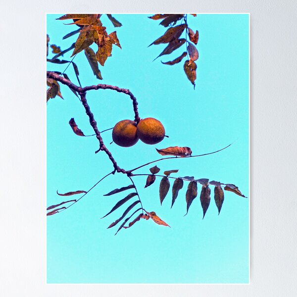 Item preview, Black Walnuts designed and sold by Frankie Cat Photography.
