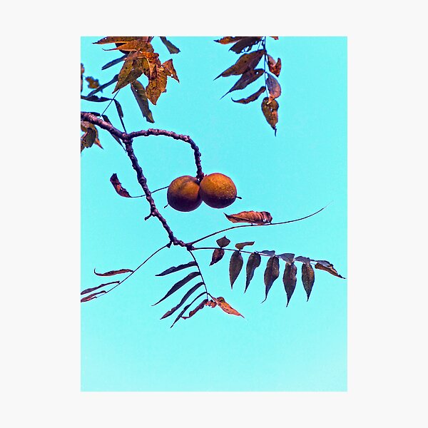 Item preview, Black Walnuts designed and sold by Frankie Cat Photography.